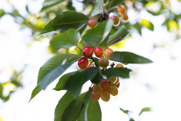 Ripe cherry on branches of cherry trees under sun's rays. 