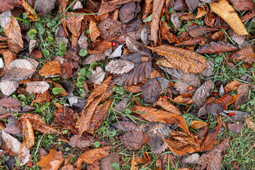 Colorful autumn fall tree leaves top view background. Close up