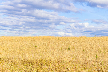 Golden wheat field in siberia, skyline at sunset.Ears of ripe yellow wheat against bright stormy sky