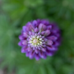 Blooming macro lupine flower. Lupinus, lupin, lupine field with pink purple flower. Bunch of lupines summer flower background. A field of lupines. Violet spring and summer flower