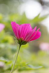 Close-up view to tube-petalled Cosmos flower (Cosmos Bipinnatus) with blurred background. Also known as Mexican Aster and Pied Piper. One isolated Pink pollinate flower