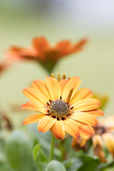African daisy Osteospermum. Orange colorful flower with a dark blue center on a background of blurry green leaves. Plant for landscaping the garden.