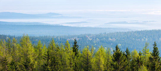 Panoramic view over endless forest of spruce, larch and fir trees with morning fog