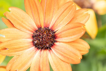 African daisy Osteospermum. Orange colorful flower with a dark blue center on a background of blurry green leaves. Plant for landscaping the garden.