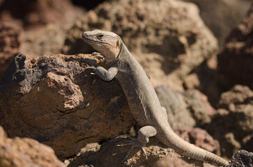 Male Gran Canaria giant lizard Gallotia stehlini. La Garita. Telde. Gran Canaria. Canary Islands. Spain.