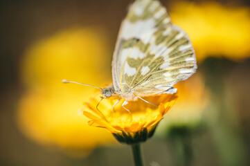butterfly on flower