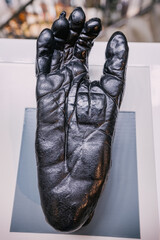 A cast of a bonobo chimpanzee's foot with fingers and patterns. The concept of evolution and...