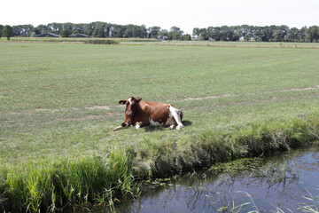 Relaxing cow lays on green field near water.