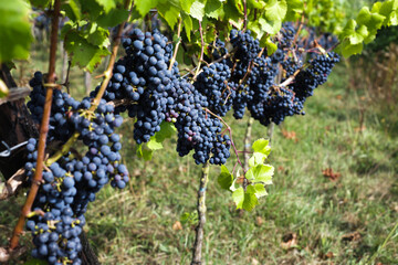 Dark grape on branches of green tree in garden to make wine for winery.
