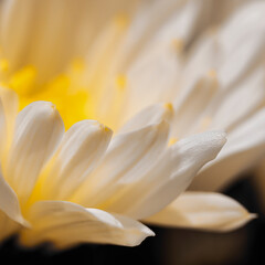 White and Yellow Chrysanthemum Flower close-up