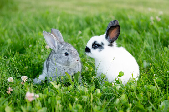cute gray animals funny bunny on a background of green grass and clovers in the afternoon in summer