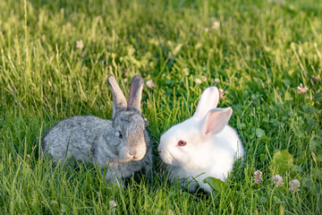 two cute gray animal funny bunny on a background of green grass and clovers in the afternoon in...