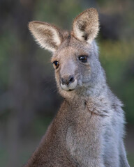 Naklejka na ściany i meble Eastern Grey Kangaroo
