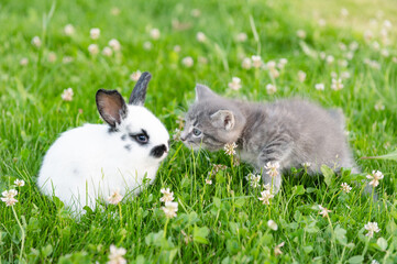 cute brown kitten and funny white bunny on a background of green grass and clovers in the afternoon in summer