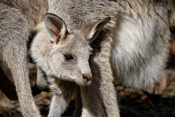 Eastern Grey Kangaroo Joey
