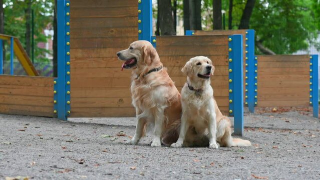 Two golden retriever dogs sitting outdoors together during training. Purebred doggy pets labradors at street with tonque out