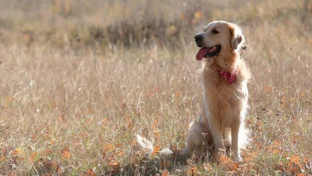 Golden retriever dog sitting in autumn field with tonque out and looking around. Purebred doggy labrador walking at nature in windy day