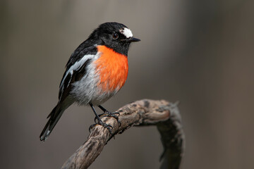 Male Scarlet Robin (Petroica boodang) © Andrew