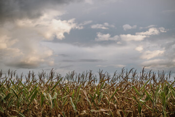 corn field under blue sky with clouds