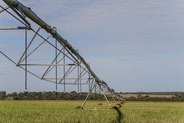 irrigation system in the cornfield