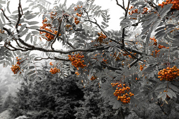 Orange rowan (Sorbus aucuparia) fruits, gray background