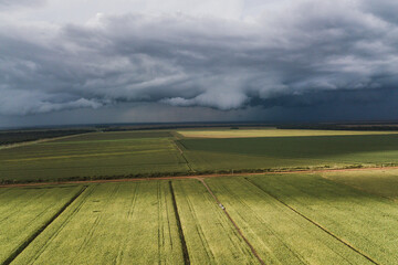 drone view of a cornfield and clouded sky