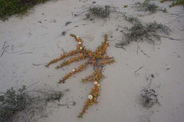 Wild succulent plant in sand dune.