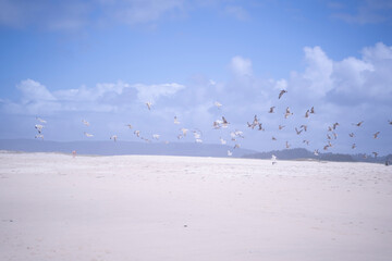 seagulls flying in an empty beach in Las Coruña, Galicia, Spain