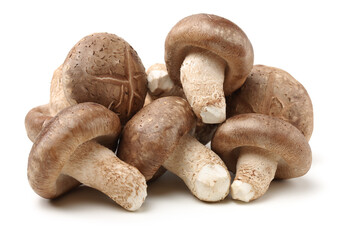 Shiitake mushroom on the White background 