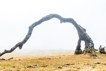 Fanal forest with fog in Madeira, thousand-year-old laurel trees, arch of a beautiful tree