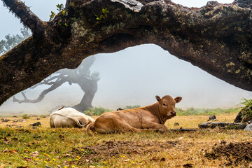 Fanal forest with fog in Madeira, a cow and a calf under a tree, laurel trees