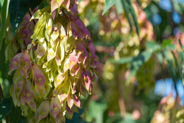 Close-up growing chinese ash-tree ailanthus altissima bunch seeds. Branch tree of heaven or varnish...