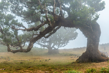 Fanal forest with fog in Madeira, beautiful shapes of the laurel trees