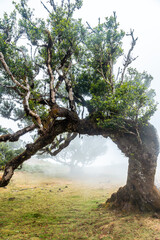 Fanal forest with fog in Madeira, forms of laurel trees in the summer morning