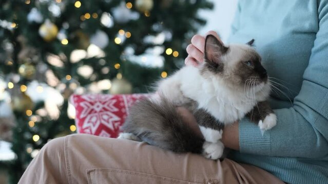 Cat enjoying girl owner care in Christmas time in room with festive tree and lights on background. Young woman petting feline pet in New Year holidays