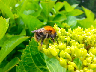 Hummel in Hortensie