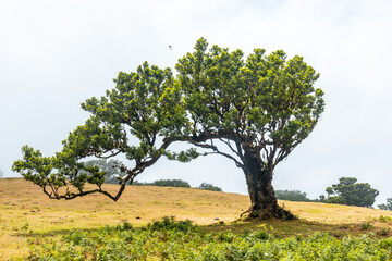 Fanal forest in Madeira, beautiful shape of a laurel tree in summer