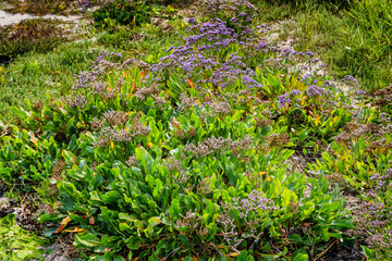 Fototapeta premium Salt hardy vegetation in the wadden sea Unesco area on the Island Langli, close to Esbjerg Denmark