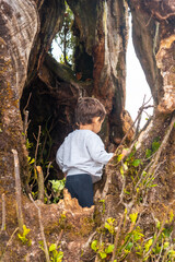 Fanal forest in Madeira, baby portrait in the cave of a laurel tree walking inside