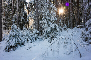 Pine trees covered with snow. Beautiful winter forest, Sunshine in snowy woods between trees strains in cold season, Rocklunda forest in Vasteras, Sweden