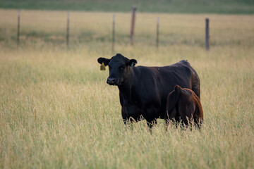Black angus cows in rural farm pasture - obrazy, fototapety, plakaty