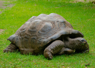 a tortoise found in Kenya and Eat Africa