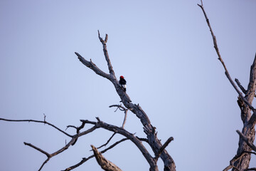 red headed woodpecker
