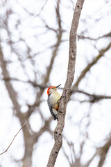 Red Bellied Woodpecker on Tree