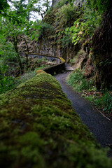 Fototapeta premium Pacific Northwest Trail with green moss