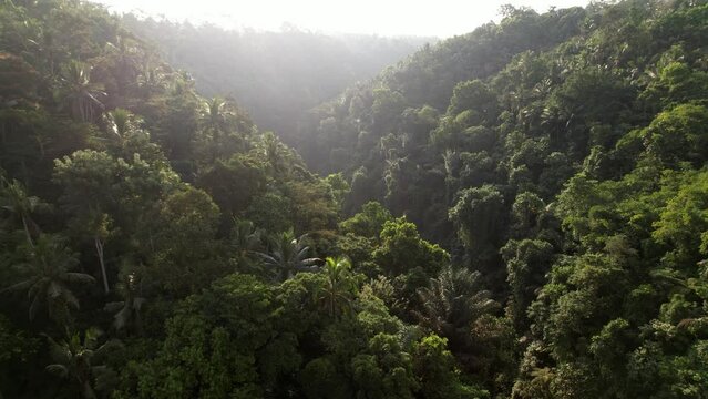 Fly over scenic forested gorge, tropical thicket on slopes, high contrast shot in bright evening sun. Canyon overgrown with jungles, small river at bottom of meandering ravine
