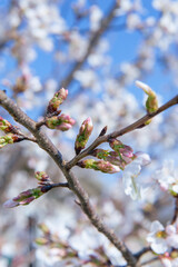 Cherry Blossoms with Blue Sky