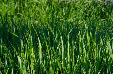 Fototapeta na wymiar Very green grass. Wild grass background. 