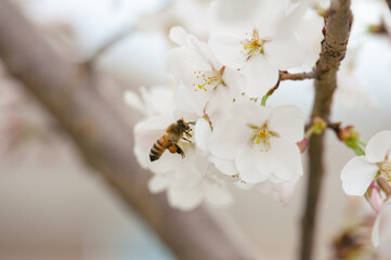 Honey bee on cherry blossoms