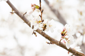 Honey bee on cherry blossoms